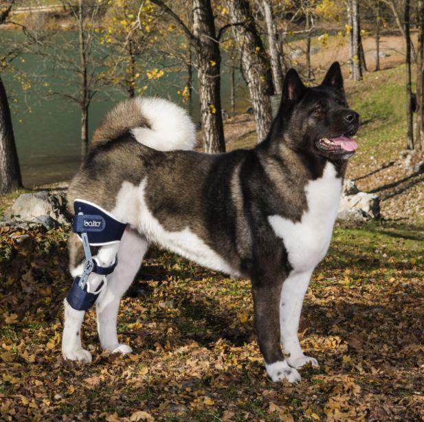 Balto® Ligatek - Adjustable Hinged Dog Knee Brace - ZOOMADOG