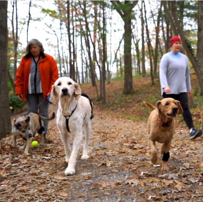 Orthodog Dog Hip Brace - ZOOMADOG