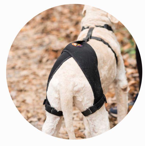Orthodog Dog Hip Brace - ZOOMADOG