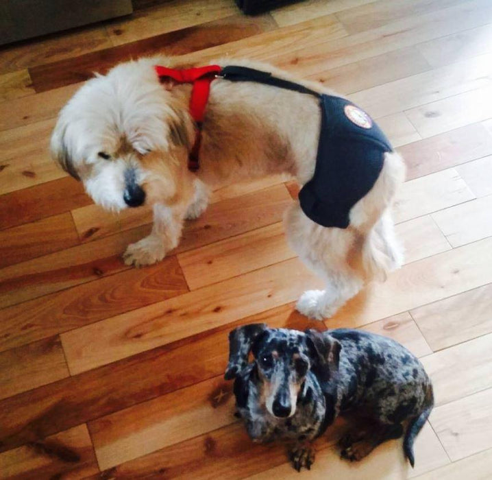 Orthodog Dog Hip Brace - ZOOMADOG