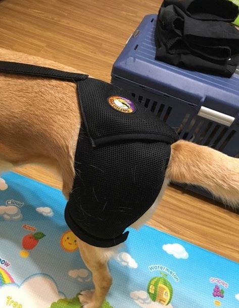 Orthodog Dog Hip Brace - ZOOMADOG