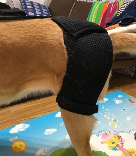 Orthodog Dog Hip Brace - ZOOMADOG