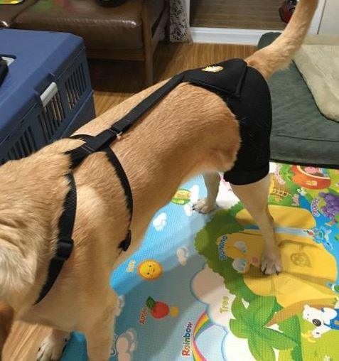 Orthodog Dog Hip Brace - ZOOMADOG