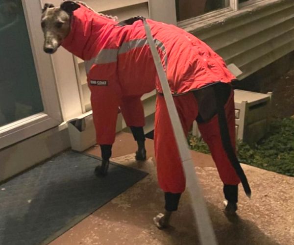 Hunnyboots 'The Coat' - Keep Your Greyhound Warm & Cosy
