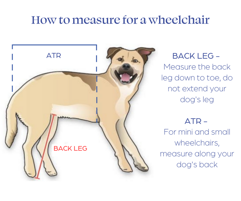 Dog Wheelchair UK - Walkin Wheels