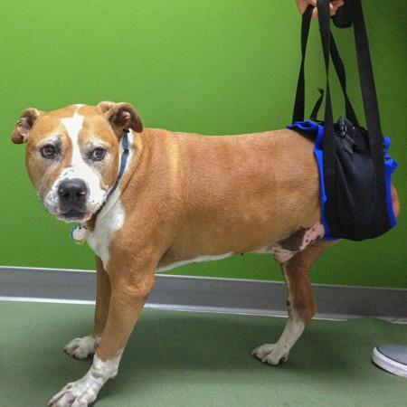 Walkabout Rear Amputee Dog Harness - ZOOMADOG
