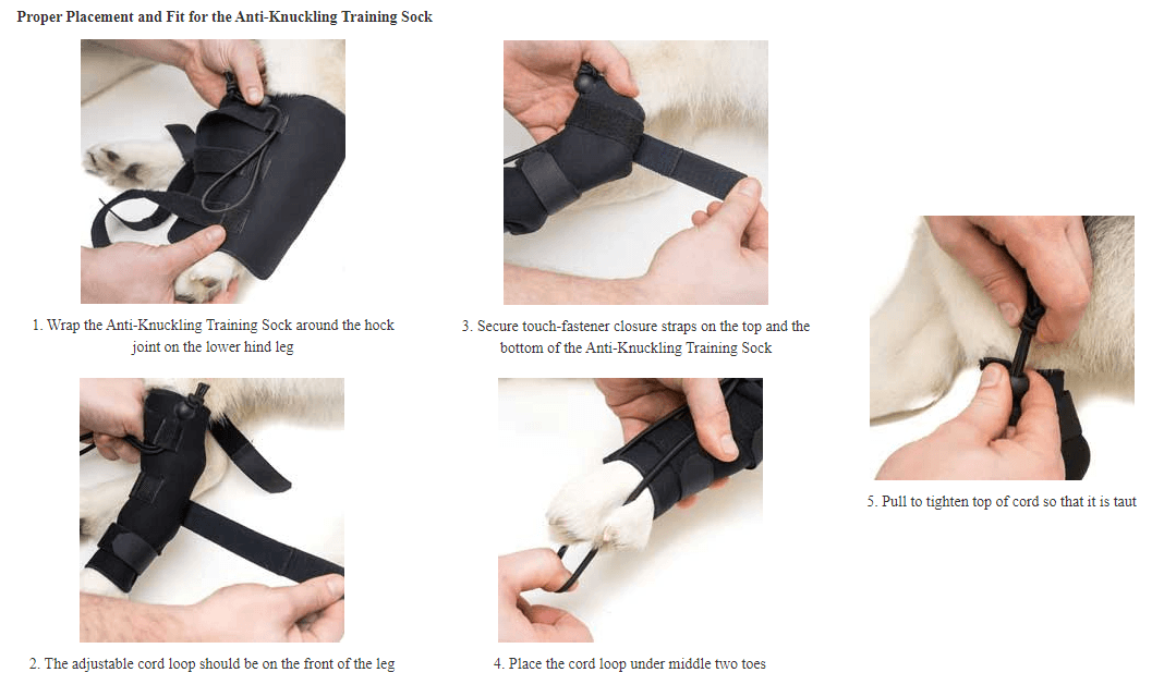 Walkin’ Anti-Knuckling Training Dog Sock - ZOOMADOG