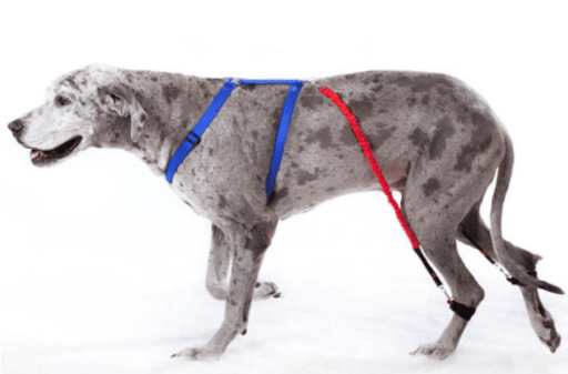 Biko Physio Dog Brace (Nerve Damage or CDRM) - ZOOMADOG