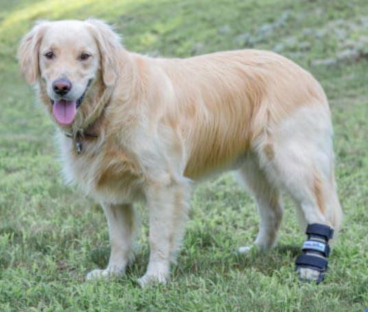 Walkin’ Bootie Dog Splint (Full Splint) - ZOOMADOG