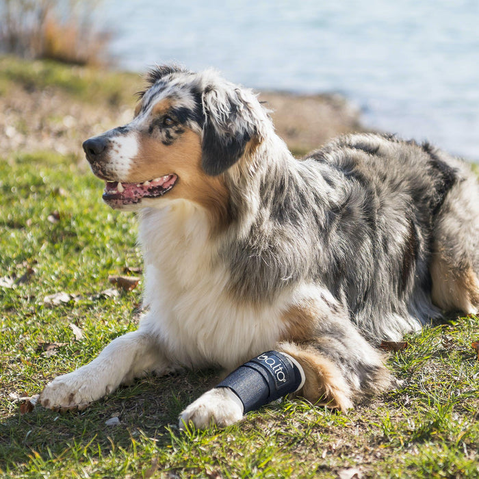 Balto® Joint Dog Carpal Compression Band - Firm to Full Support with Removable Splints - ZOOMADOG