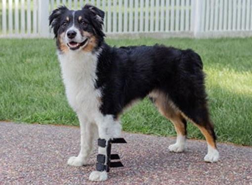 Walkin’ Dog Carpal Splint (Full Splint) - ZOOMADOG