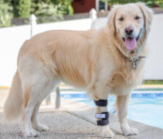 Walkin’ Dog Carpal Splint (Full Splint) - ZOOMADOG