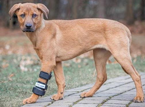 Walkin’ Dog Carpal Splint (Full Splint) - ZOOMADOG