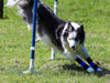 Therapaw Carpo Flex Sports Dog Wrap (light to moderate) - ZOOMADOG