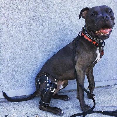 Custom Made Dog Knee Brace - ZOOMADOG
