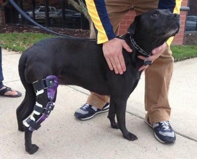 Custom Made Dog Knee Brace - ZOOMADOG