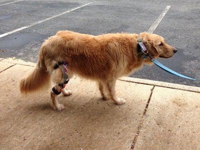 Custom Made Dog Knee Brace - ZOOMADOG