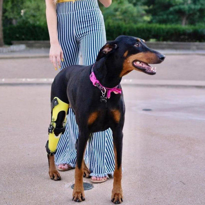 Custom Made Dog Knee Brace - ZOOMADOG