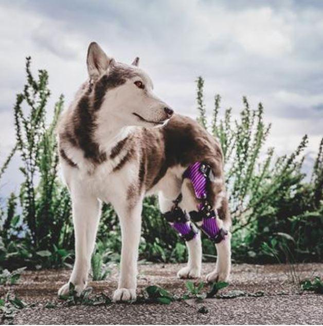 Custom Made Dog Knee Brace - ZOOMADOG