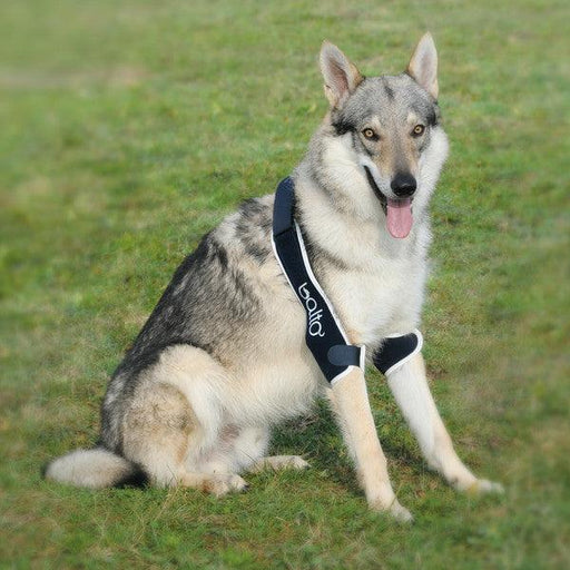 Balto® Soft Plus - Dog Double Elbow Brace (Moderate Support) - ZOOMADOG