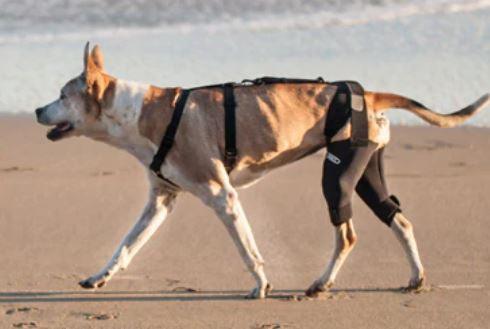 Walkabout Cruciate Dog Knee Brace - ZOOMADOG