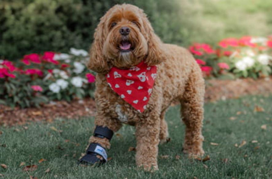 Walkin’ Full Dog Leg Splint - ZOOMADOG