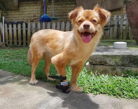 Walkin’ Full Dog Leg Splint - ZOOMADOG