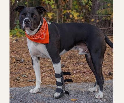 Walkin’ Full Dog Leg Splint - ZOOMADOG