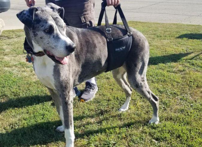 GingerLead Support Dog Sling - ZOOMADOG