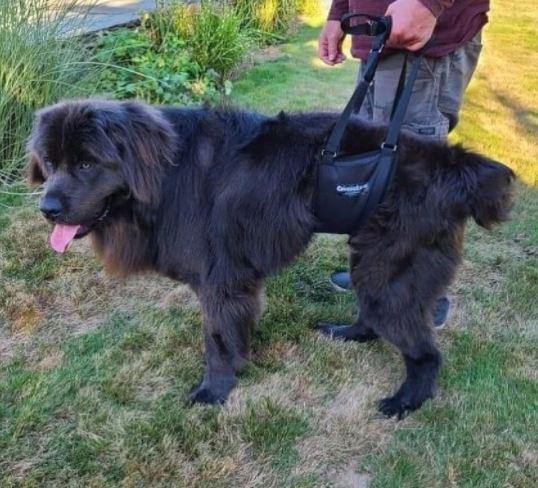 GingerLead Support Dog Sling - ZOOMADOG