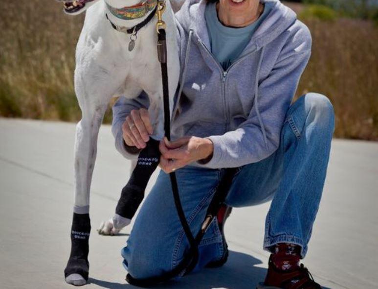 Greyhound Non-Slip Dog Socks (Advanced) by Power Paws - ZOOMADOG