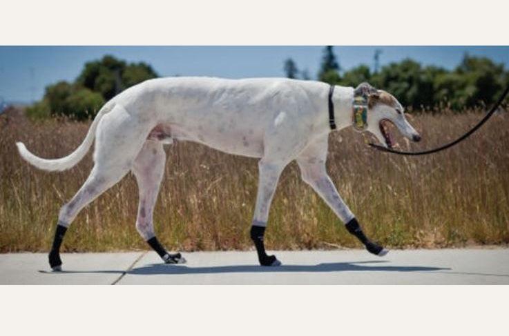 Greyhound Non-Slip Dog Socks (Advanced) by Power Paws - ZOOMADOG