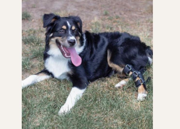 Walkin’ Dog Hock Splint (Full Support) - ZOOMADOG