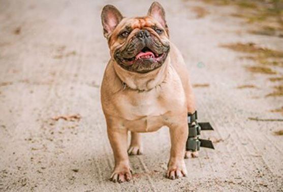 Walkin’ Dog Hock Splint (Full Support) - ZOOMADOG