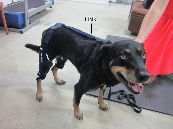 Balto® Jump Plus - Double Cruciate Dog Knee Brace - ZOOMADOG