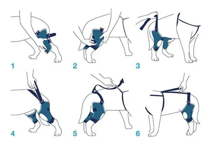 Balto® Jump Plus - Double Cruciate Dog Knee Brace - ZOOMADOG