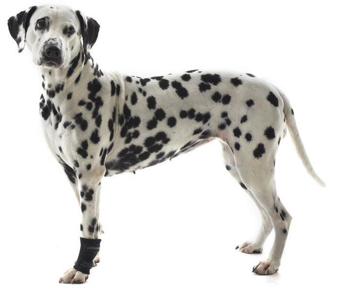 Kruuse Dog Carpal Protector (Very Light Support) - ZOOMADOG