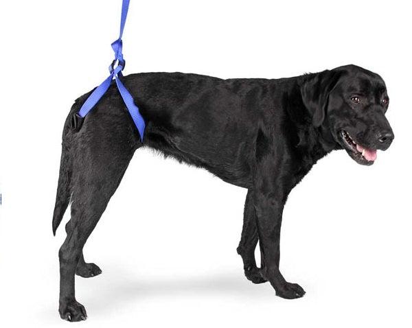 Walkin’ Bottoms Up Dog Leash (Rear Support Lead) - ZOOMADOG