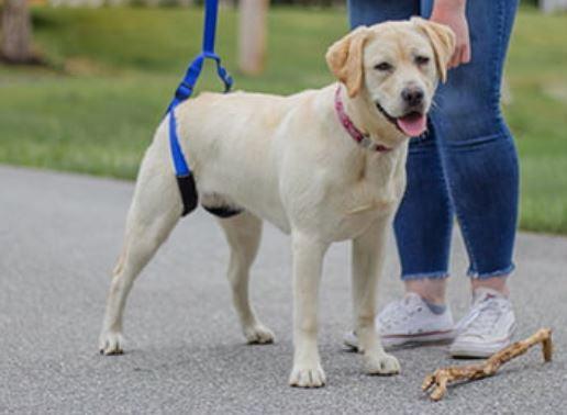 Walkin’ Bottoms Up Dog Leash (Rear Support Lead) - ZOOMADOG
