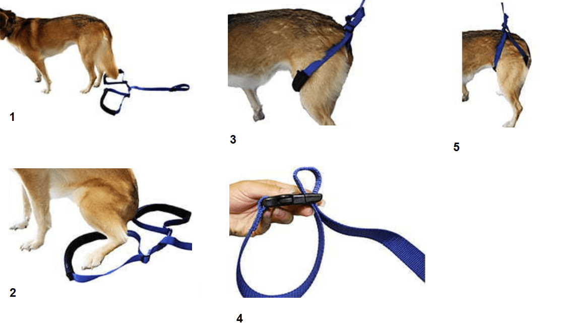 Walkin’ Bottoms Up Dog Leash (Rear Support Lead) - ZOOMADOG