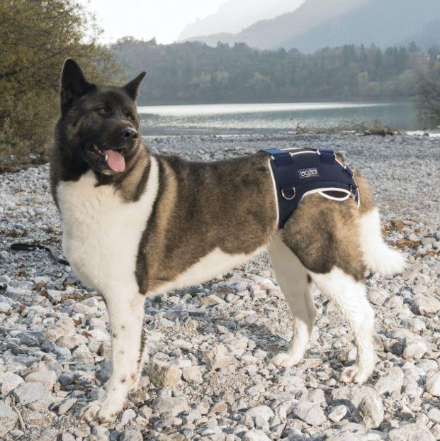 Balto® Life - Dog Hip Dysplasia Brace - ZOOMADOG