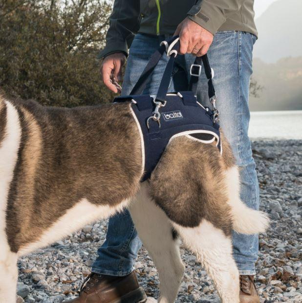 Balto® Life - Dog Hip Dysplasia Brace - ZOOMADOG