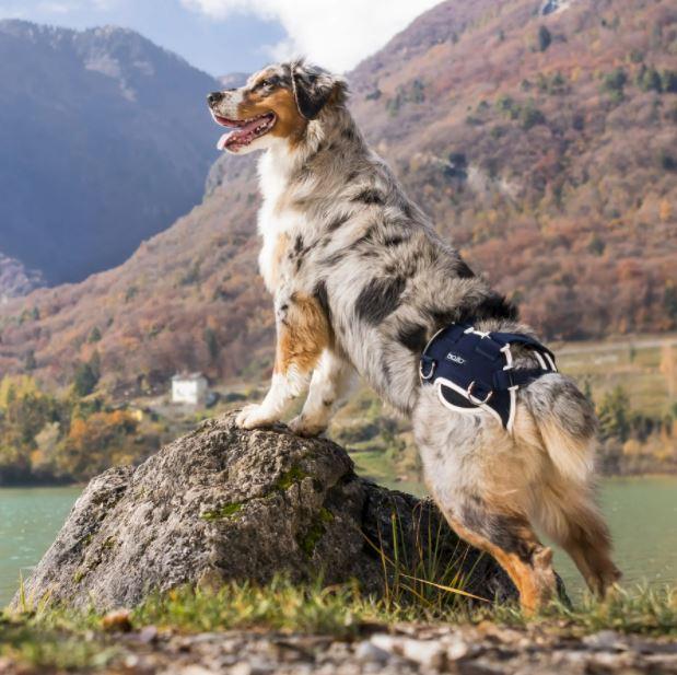 Balto® Life - Dog Hip Dysplasia Brace - ZOOMADOG