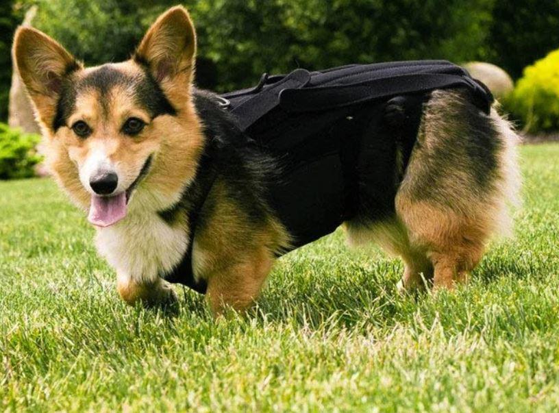 L'il Back Bracer - Dog Back Brace (light support) - ZOOMADOG