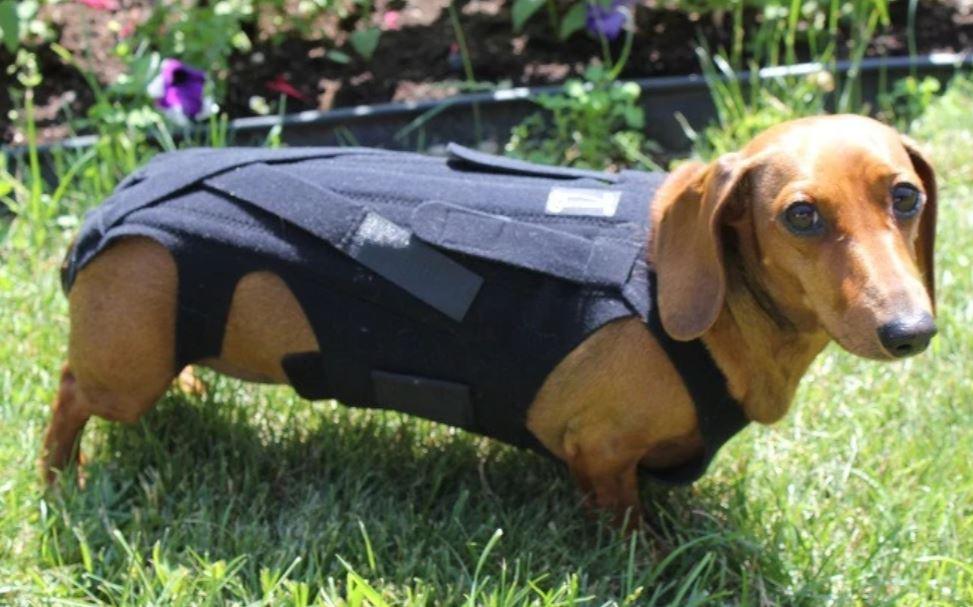 L'il Back Bracer - Dog Back Brace (light support) - ZOOMADOG