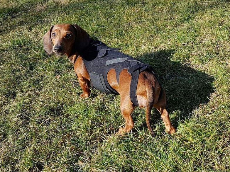 L'il Back Bracer - Dog Back Brace (light support) - ZOOMADOG