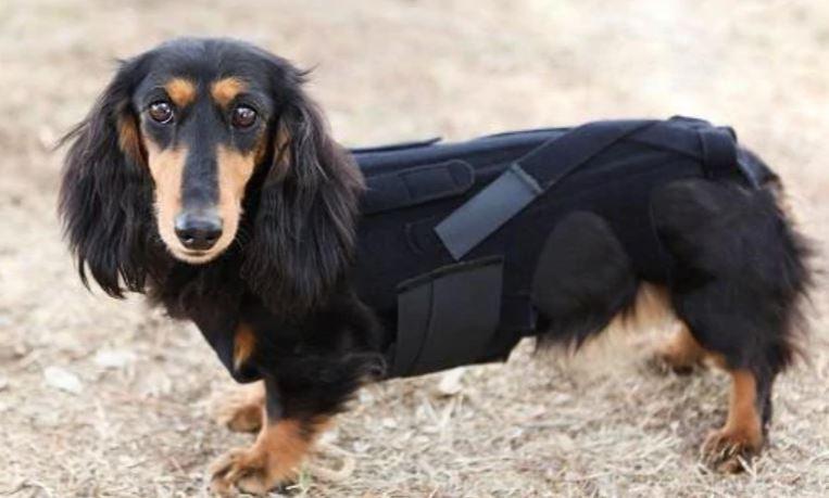 L'il Back Bracer - Dog Back Brace (light support) - ZOOMADOG