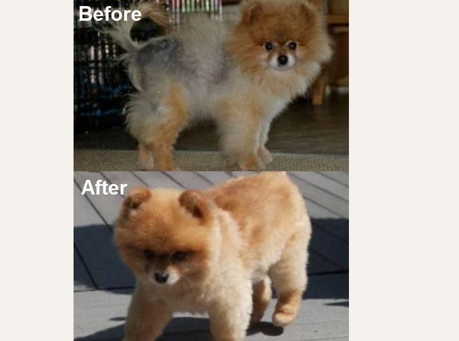 Dermagic System Offer for Dogs - ZOOMADOG