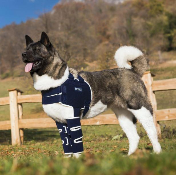 Balto® Lux - Dog Shoulder Brace - ZOOMADOG