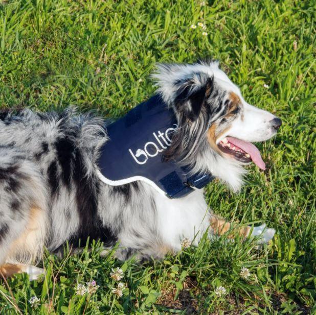 Balto® Neck - Rigid Dog Neck Brace - ZOOMADOG